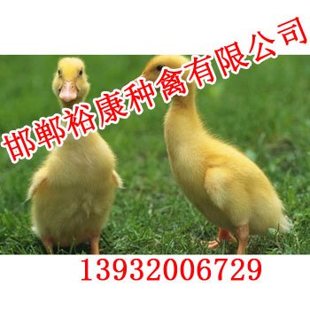邯郸鸭苗【邯郸裕康种禽】实惠价格