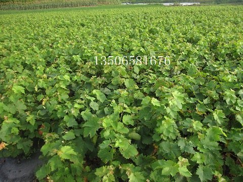 供应早夏黑葡萄苗--夏黑芽变葡萄苗