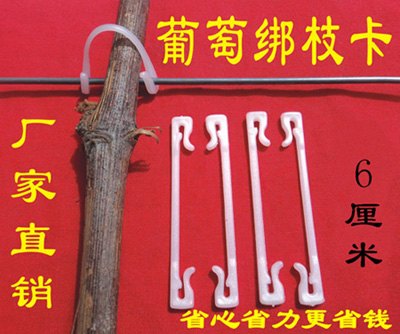 供应葡萄绑枝卡6厘米 栽培种植技术  套袋技术 拉花 保花 