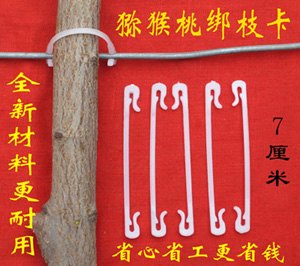 猕猴桃树枝条绑蔓卡7厘米 猕猴桃膨大 栽培种植技术 猕猴桃树苗