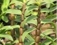 铁皮石斛种植技术培训