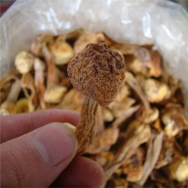 天锦牌姬松茸 巴西蘑菇 大兴安岭产地 联系获取供货价
