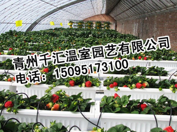 蔬菜采摘园