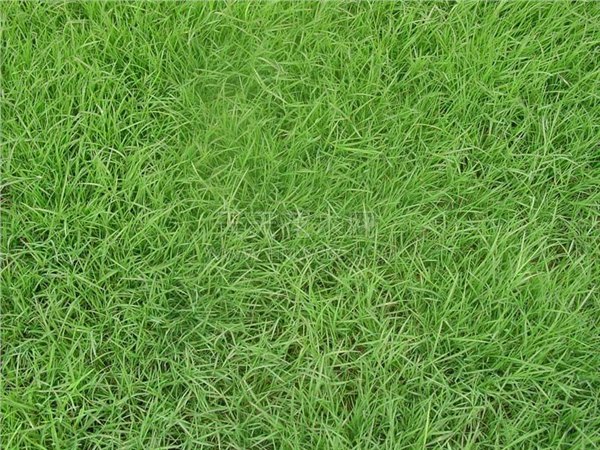 浙江草坪供应商|浙江草坪哪家好|浙江草坪哪家专业