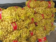 山东超市大姜供应//供应超市批发大姜//供应超市