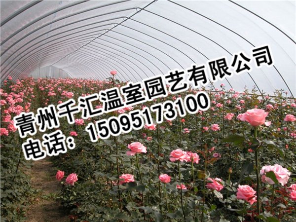 花卉温室