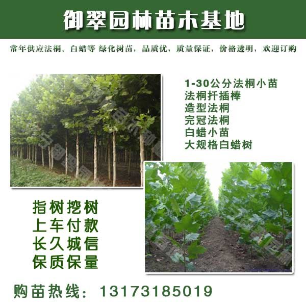 14公分法桐价格