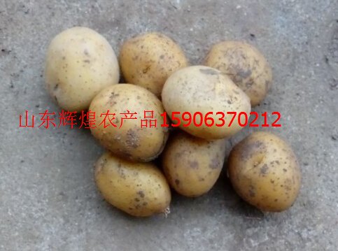批发供应出售采购小马铃薯供应商出手价格
