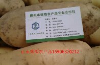 批发供应出售采购迷你黄心圆形小土豆