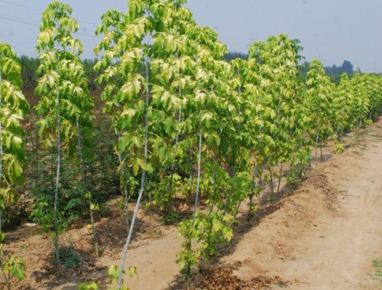金叶复叶槭种植基地，山东金叶复叶槭，金叶复叶槭价