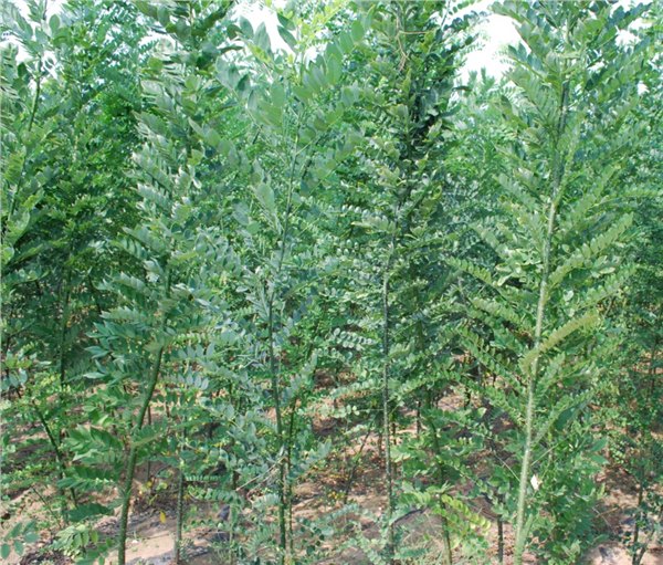 青州景华－国槐种植基地，山东国槐，优质国槐
