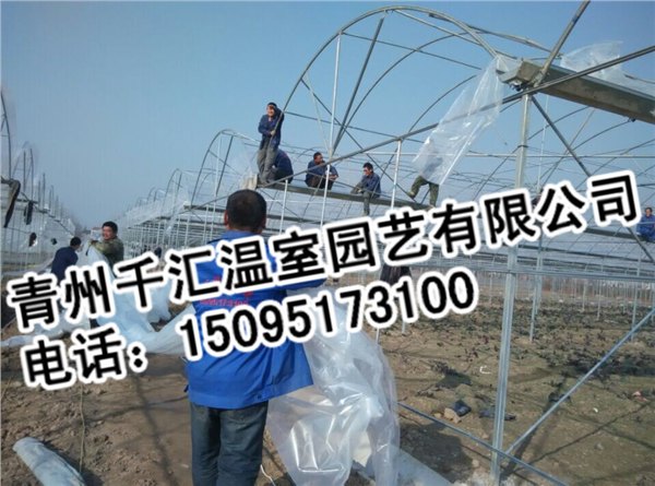 青州连栋温室|高质量的连栋温室大棚市场价格