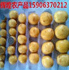 滕州天津北京2015批发供应小土豆哪家价格低