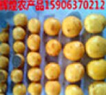 辽宁沈阳太原2015批发供应小土豆百度自然排名最好的是哪家