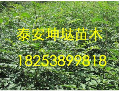 山东山楂苗哪里有卖,买山楂苗到坤垯
