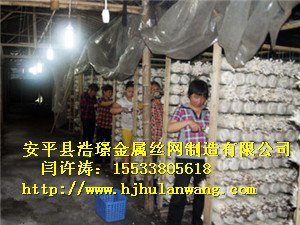 种蘑菇用网片在养殖中的用途 食用菌网格