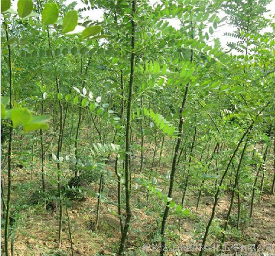 许昌口碑好的国槐供应商推荐——开封国槐