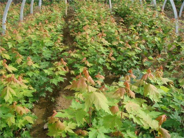 潍坊【美国红枫小苗】质量高价格低，受到广大消费者