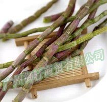批发铁皮石斛鲜条