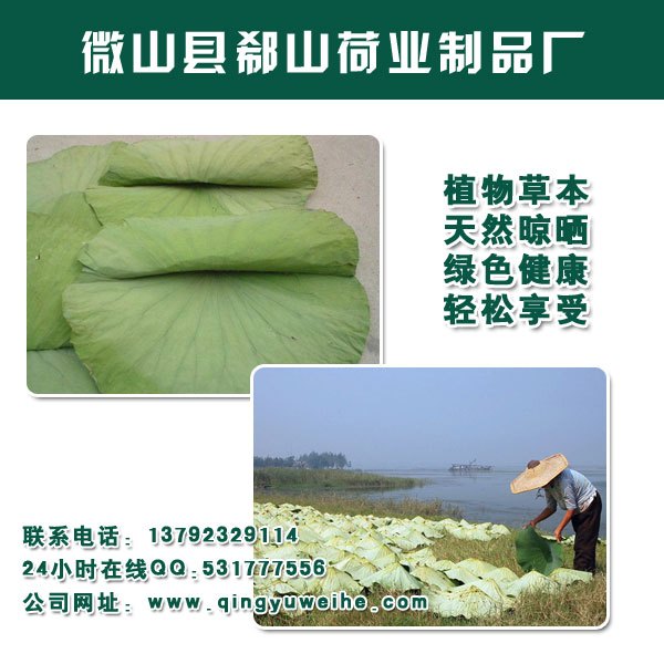 批发微山湖特级整张荷叶旺季量大出售