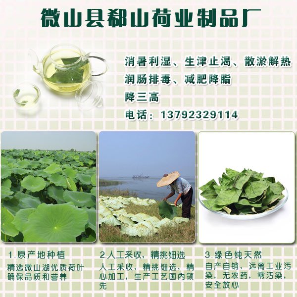 出售纯天然干荷叶山东微山湖荷叶50斤袋
