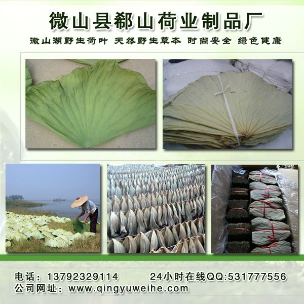 出售自家荷塘整张荷叶完整干荷叶价格