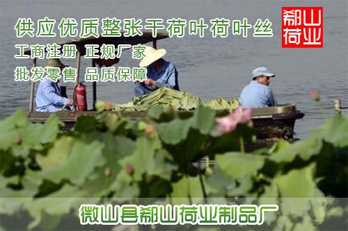 供应微山湖荷叶2014年优质荷叶保质保量