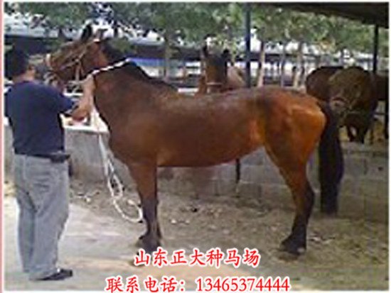 山东哪里卖纯种伊犁马