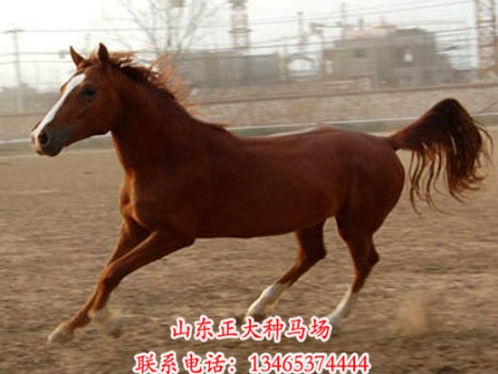 2015年蒙古马最新价格