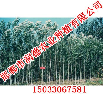 速生杨点击咨询【邯郸润德农业】
