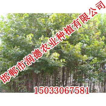 欧美杨《邯郸润德农业》品质优，服务好！