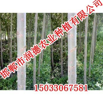 邯郸竹柳【邯郸润德农业】竹柳价格