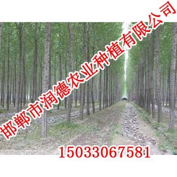 邯郸柳树【邯郸润德农业】柳树价格