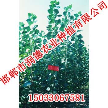 邯郸108杨【邯郸润德农业】108杨价格