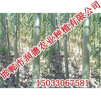 邢台竹柳【邯郸润德农业】竹柳价格