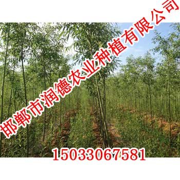 河北柳树【邯郸润德农业】柳树价格