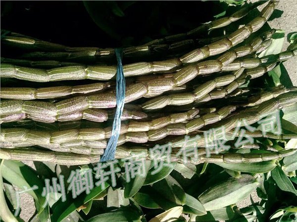 供应铁皮石斛鲜条