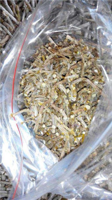 供应铁皮石斛烤条