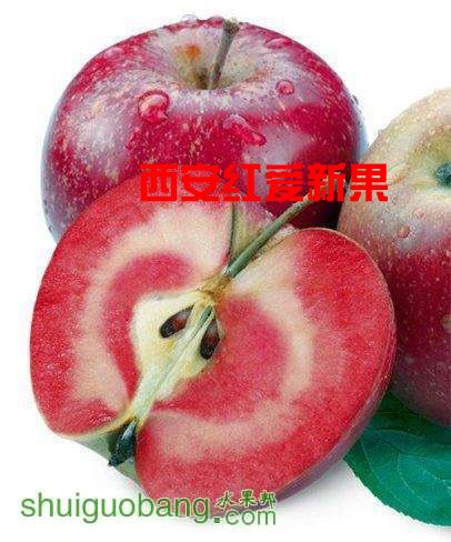 宁夏优质红肉苹果苗