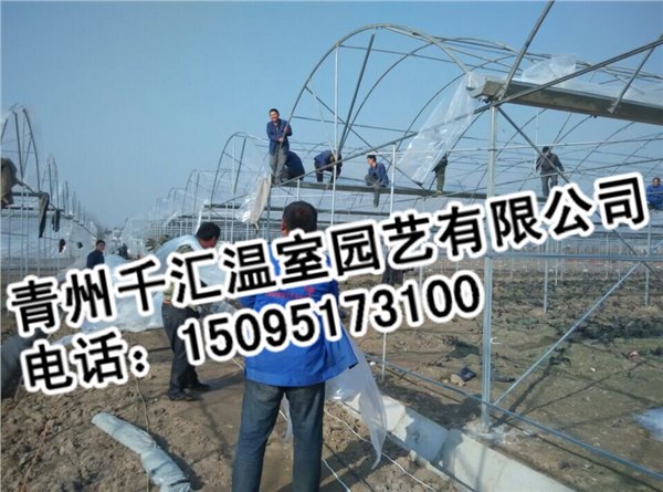 千汇温室园艺出售专业的连栋温室大棚，安徽温室大棚