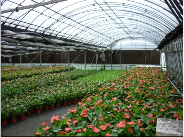 潍坊提供具有口碑的花卉温室建造：安徽花卉温室