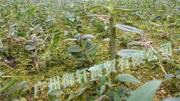 批发铁皮石斛 铁皮干花