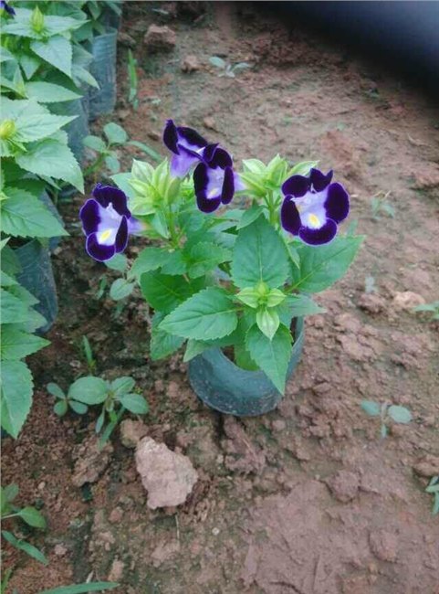 青州草花三色堇种植基地