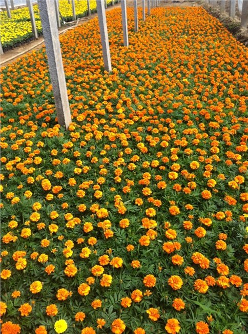 青州草花孔雀草