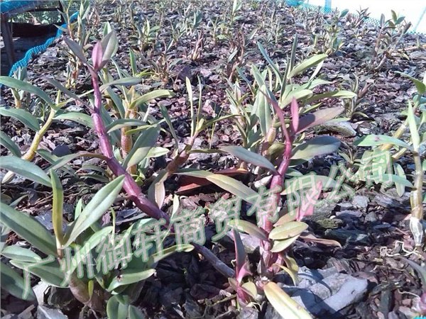 养殖场直销铁皮石斛 大荆铁皮鲜条