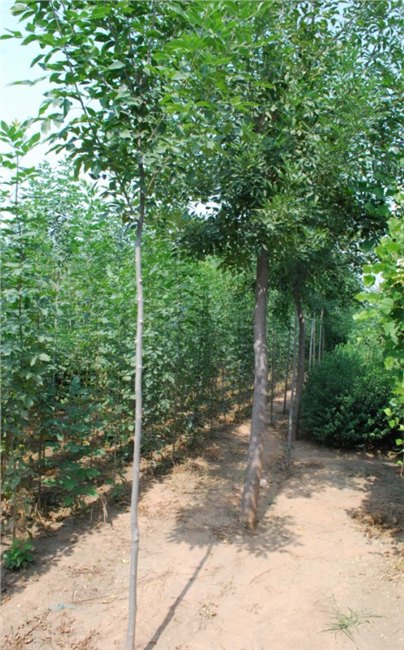 白蜡种植基地||供应2cm、3cm老白蜡苗木||