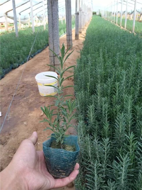 青州花卉供应薰衣草