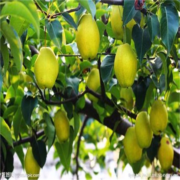 山西供应梨树 梨树批发 梨树价格