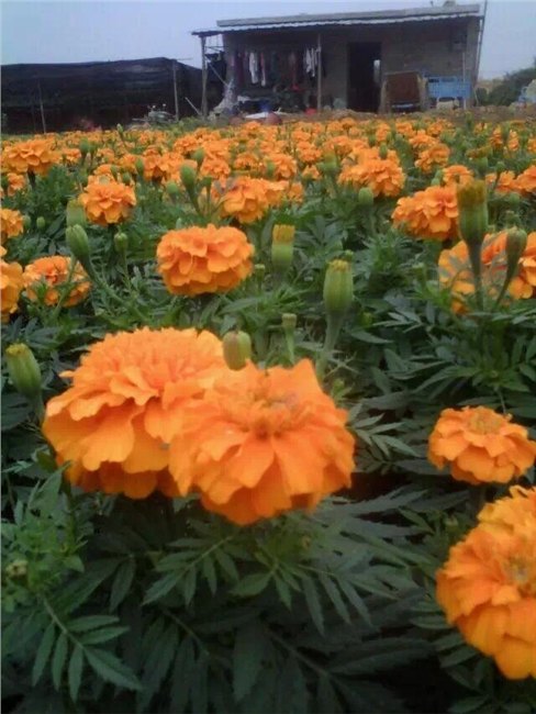 广西最大的花木场 园艺场--绿福来园林公司