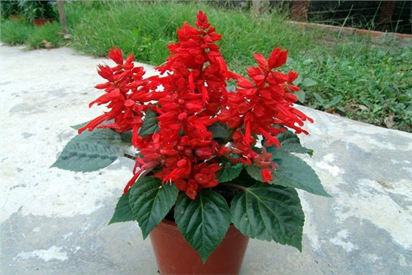 春暖花开，专业最好的【花卉种植基地】来济南兴杉享